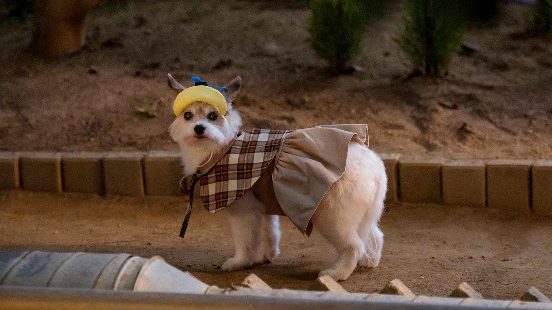 A Good Day to Be a Dog (2023) Episodio 5 thumbnail
